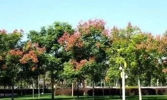 風(fēng)景園林綠化施工管理及養(yǎng)護技術(shù)探析