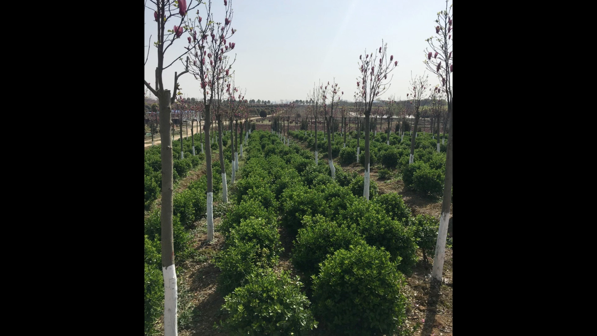 專業(yè)園林綠化景觀工程與養(yǎng)護服務(wù)